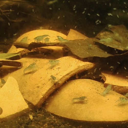 Procambarus alleni, écrevisses bleues, écrevisses de Floride