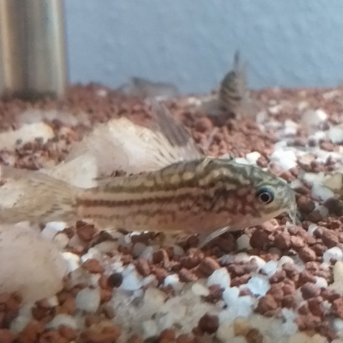 Corydoras Elegans.