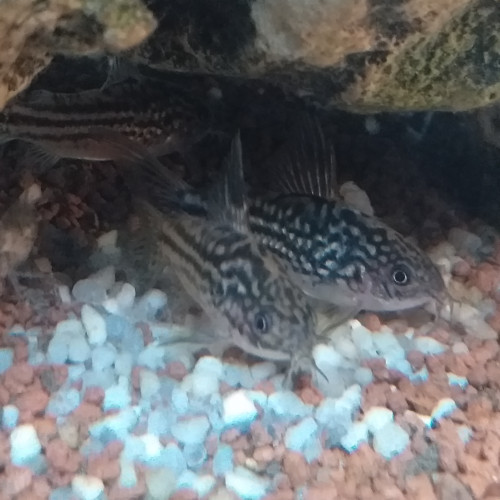 Corydoras Elegans.