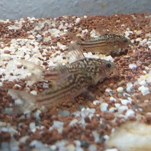 Corydoras Elegans.
