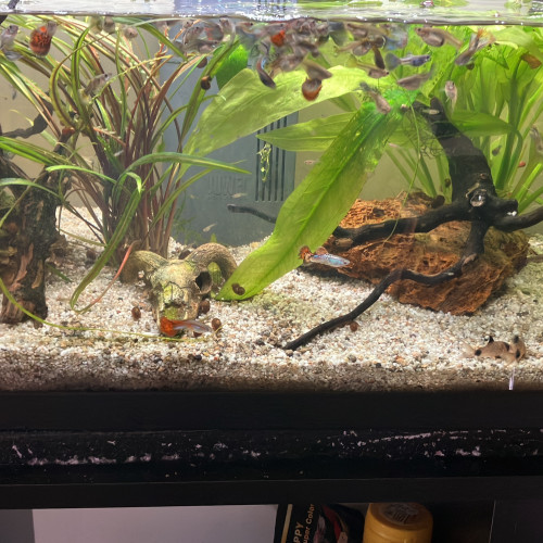 Guppys de toutes tailles