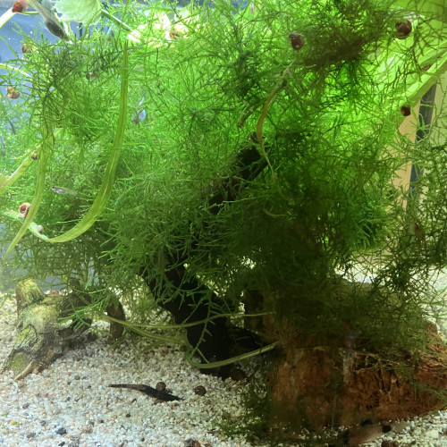 Guppys de toutes tailles