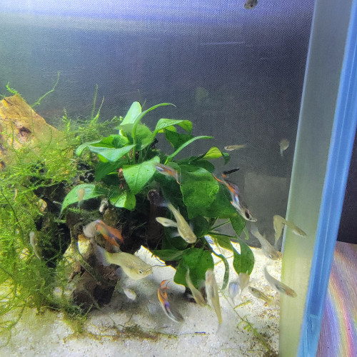 vends guppys endlers