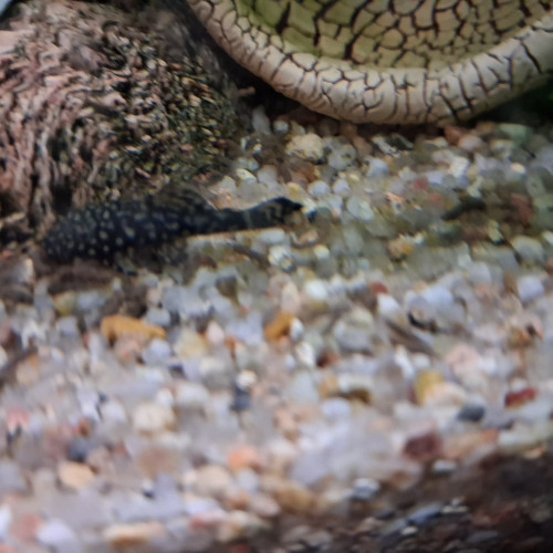 Donne ancistrus et échangerai  Black Molly contre guppy