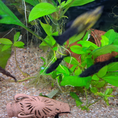 Donne ancistrus et échangerai  Black Molly contre guppy