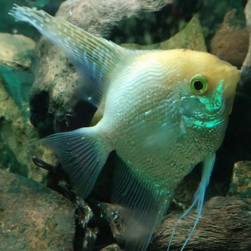 Donne 6 poissons d'aquarium