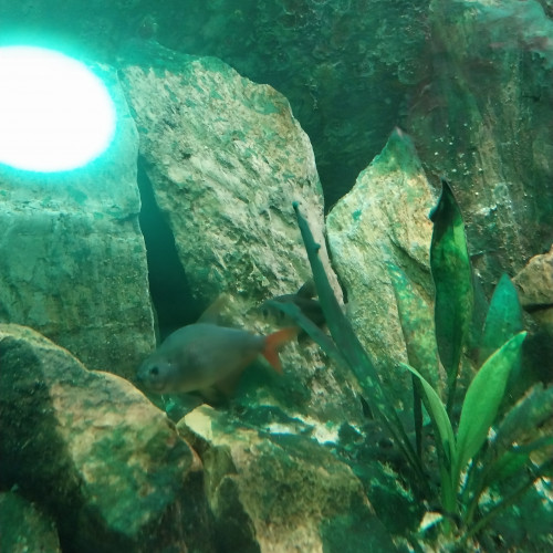 Donne 6 poissons d'aquarium