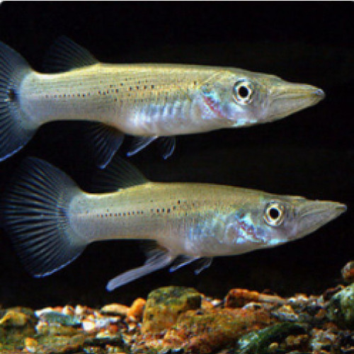 Belonesox belizanus / vairon brochet