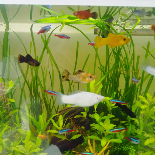 Molly xl jaune et blanc