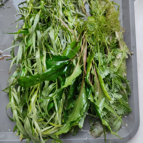 donne plantes suite élagage