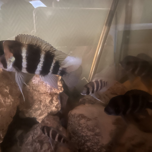 Groupe Frontosa formé