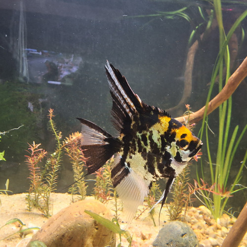 Donne contre bon soin