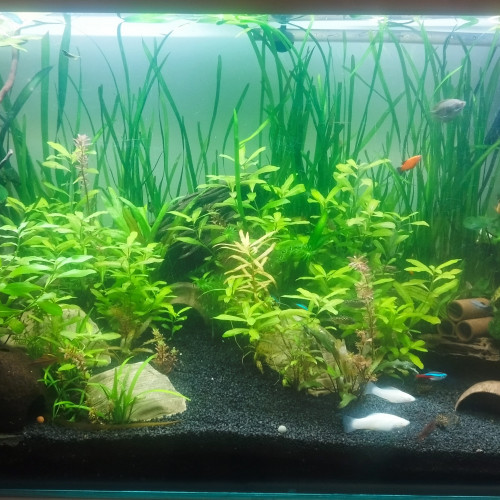 Plante aquarium