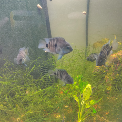 Amatitlania nigrofasciata