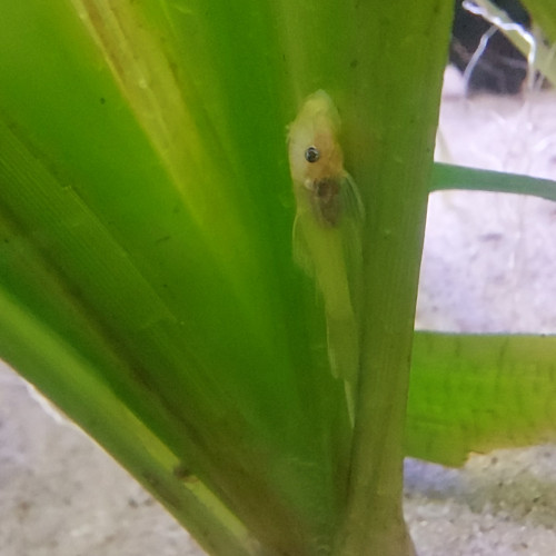 Ancistrus gold l144