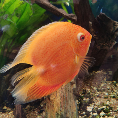 Heros Severus Red Spotted SP et Golden Red Spotted