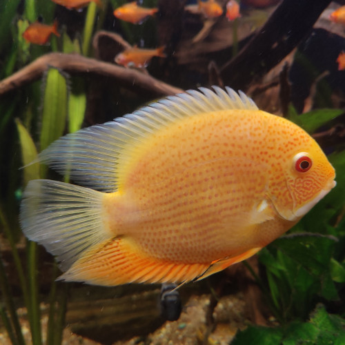 Heros Severus Red Spotted SP et Golden Red Spotted