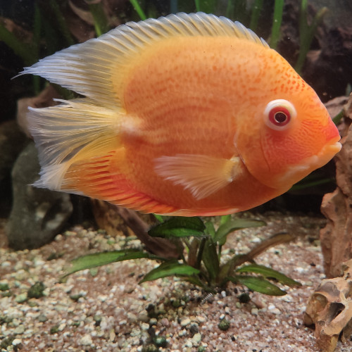 Heros Severus Red Spotted SP et Golden Red Spotted