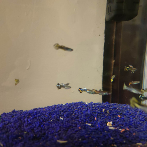 Guppy mâle a vendre