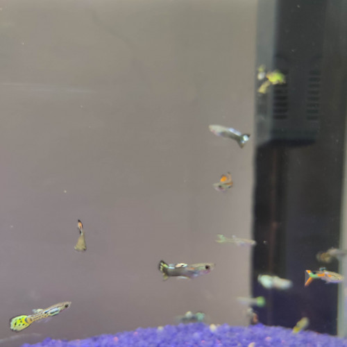 Guppy mâle a vendre