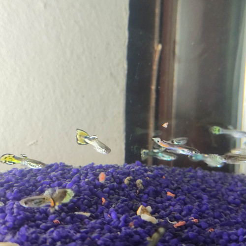Guppy mâle a vendre
