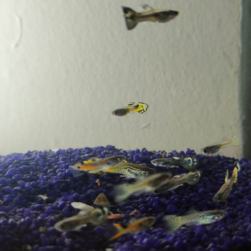 Guppy mâle a vendre