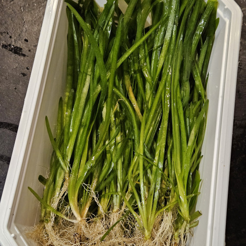 Tiges de Vallisneria