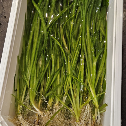 Tiges de Vallisneria