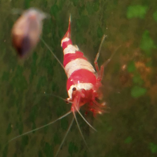 Caridina Crystal Red (CRS) lot de 12 (sur sol neutre et/ou sol technique)