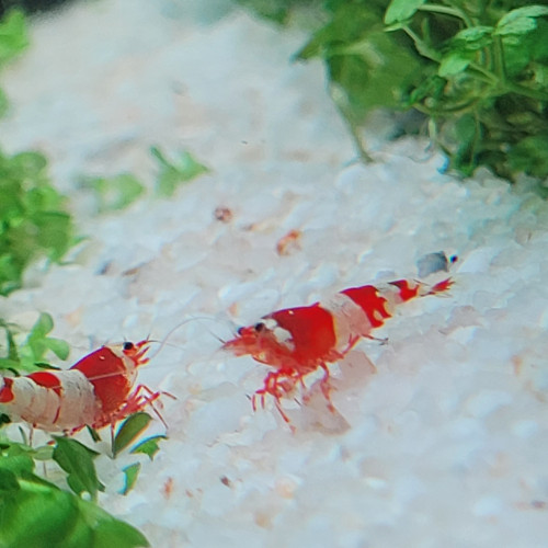 Caridina Cantonensis Red Crystal