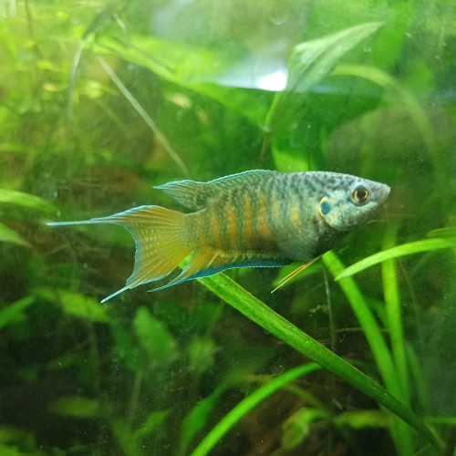 Macropodes opercularis