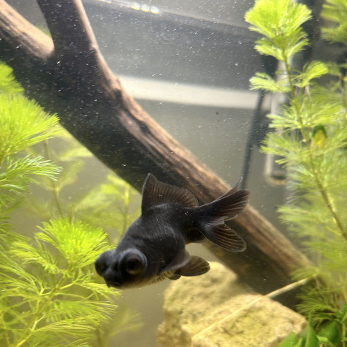 Vend ou échange ce magnifique télescope noir