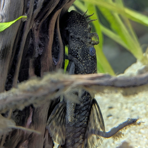 donne Ancistrus mâle