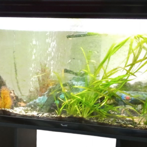 Aquarium 210 litres env. complet