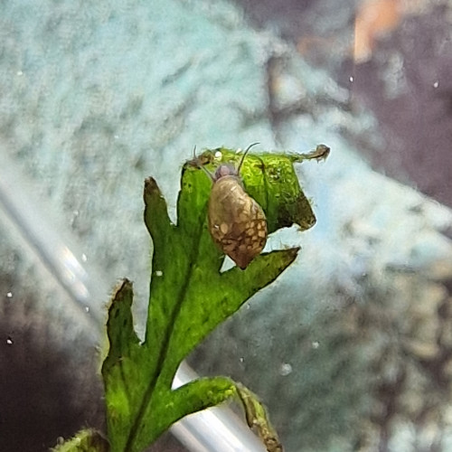 Donne escargot physa