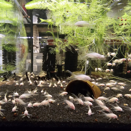 Corydoras albinos voilés