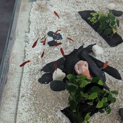 Je donne 13 poissons  eau chaude !