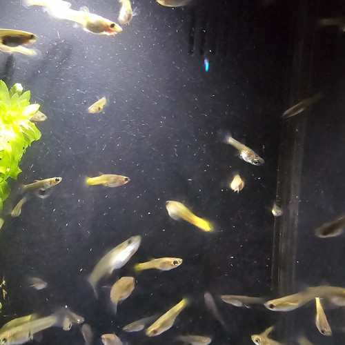 Guppys Femelles Yellow Lemon