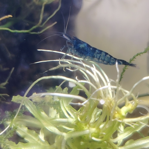 Blue Velvet en déclassées