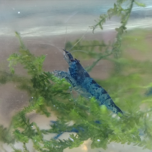 Blue Velvet en déclassées