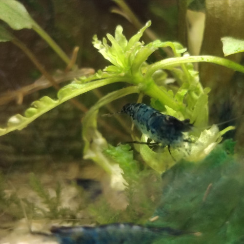 Blue Velvet en déclassées