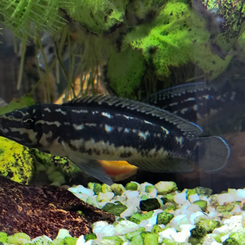 Cichlidés Tanganyika