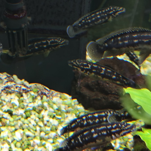 Cichlidés Tanganyika