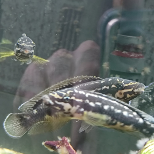 Cichlidés Tanganyika