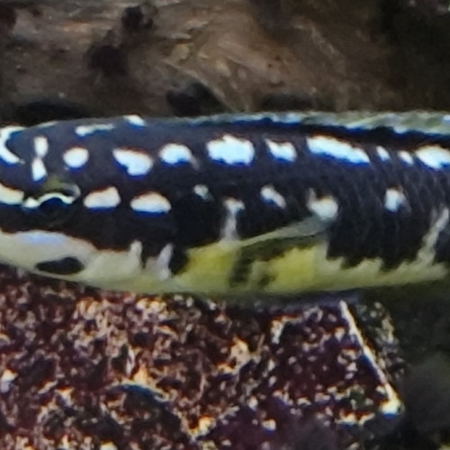 Cichlidés Tanganyika