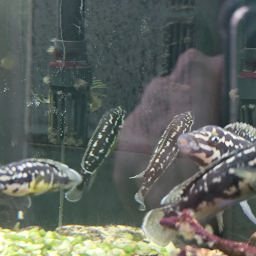 Cichlidés Tanganyika