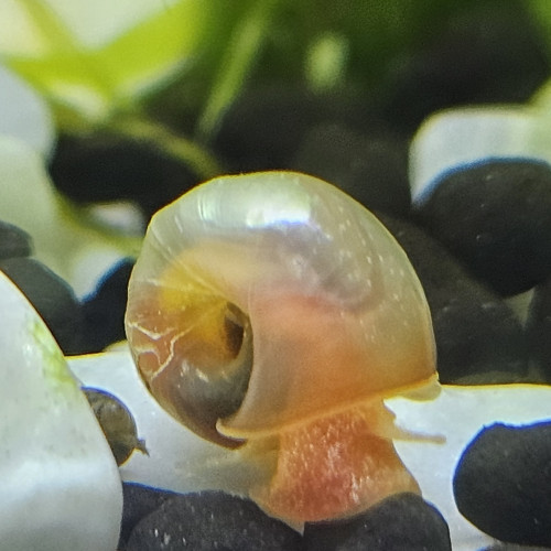 Planorbes rose, marron, tacheté