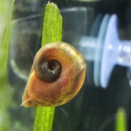 Planorbes rose, marron, tacheté