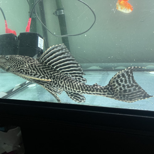 Pleco