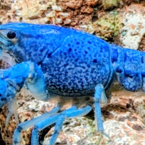 Donne Procambarus alleni, écrevisses bleues de Floride